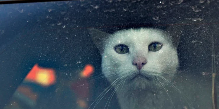 A cat at the border control in Romania. The car with her left Ukraine on the ferry/ Andreea Alexandru / AP / Scanpix / LETA
